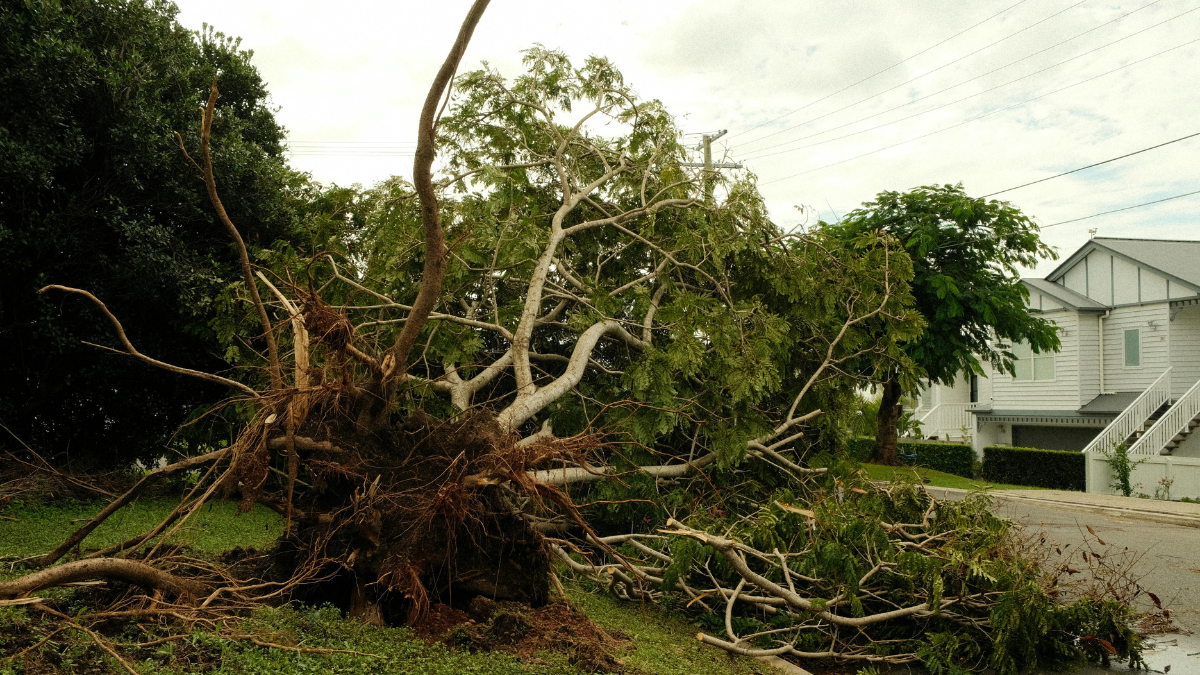 natural disaster support for businesses